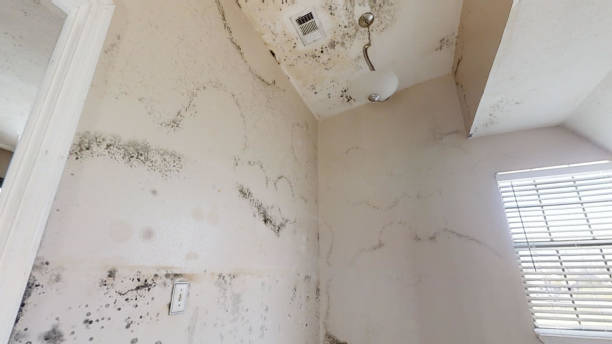 Best Mold-Related Health Consultation  in Forest Acres, SC