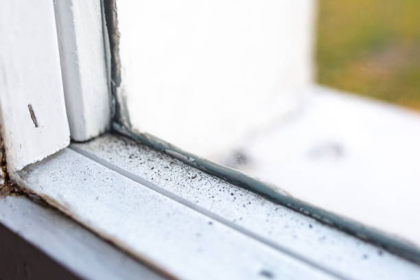 Best Emergency Mold Remediation  in Forest Acres, SC