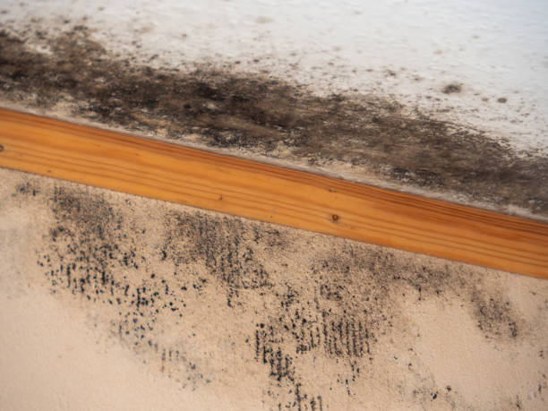 Best Environmental Consulting for Mold Prevention  in Forest Acres, SC