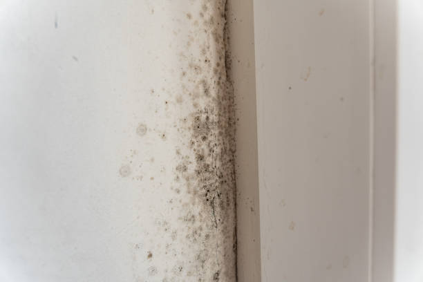 Best Residential Mold Inspection & Testing  in Forest Acres, SC